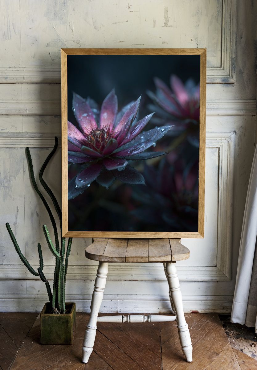 Water Droplets on Pink Succulent Poster room preview