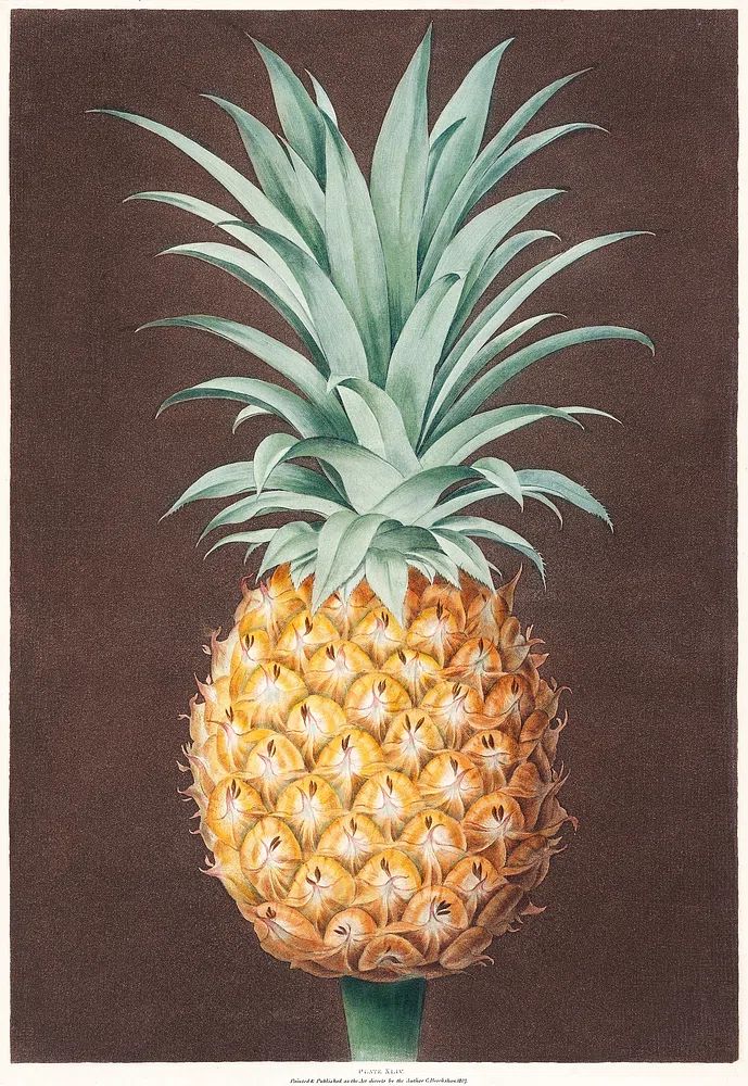 Pineapple Botanical Print. poster detail