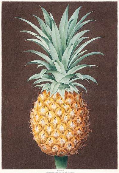 Pineapple Botanical Print. poster