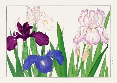 Iris Flowers — Botanical Print. poster
