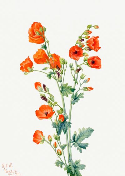 Orange Poppy Botanical Print. poster print