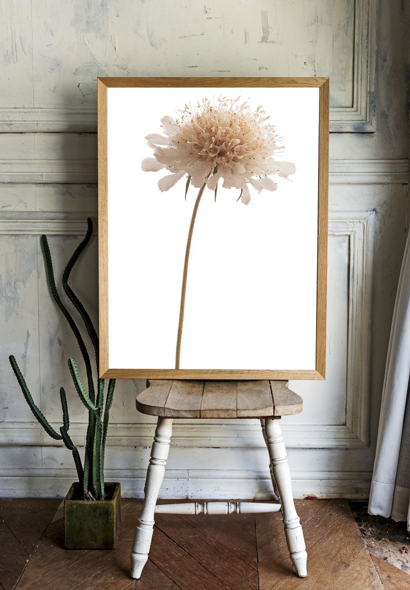 Delicate White Flower — Botanical Print. — room view 1