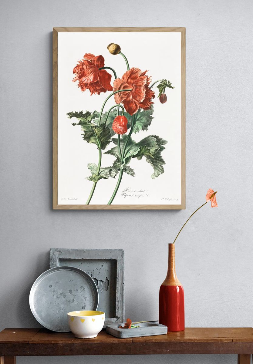 Red Poppy Botanical Print. — room view 3