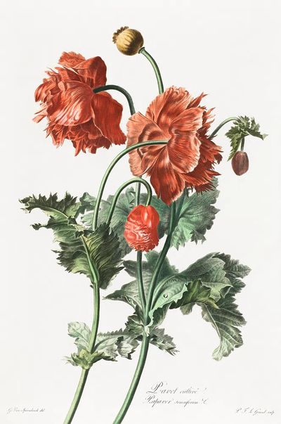 Red Poppy Botanical Print. poster print