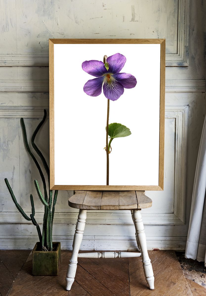 Purple Violet Botanical Poster room preview