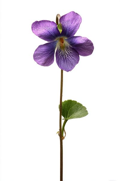Purple Violet Botanical Poster. poster print