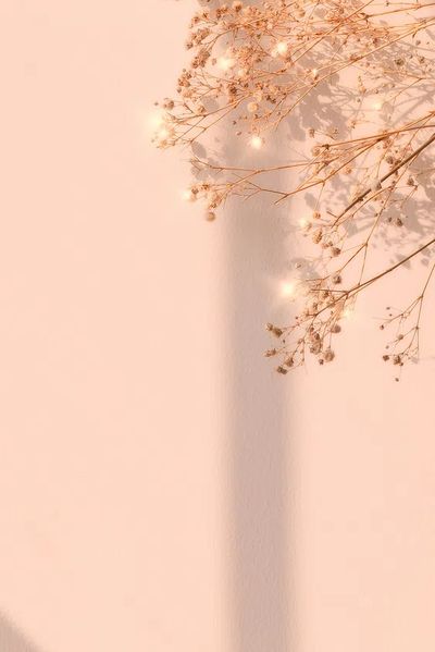 Dried Flowers on Soft Pink Background Poster. poster print