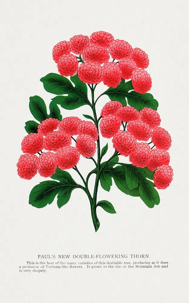 Paul's New Double-Flowering Thorn — Botanical Print. poster detail