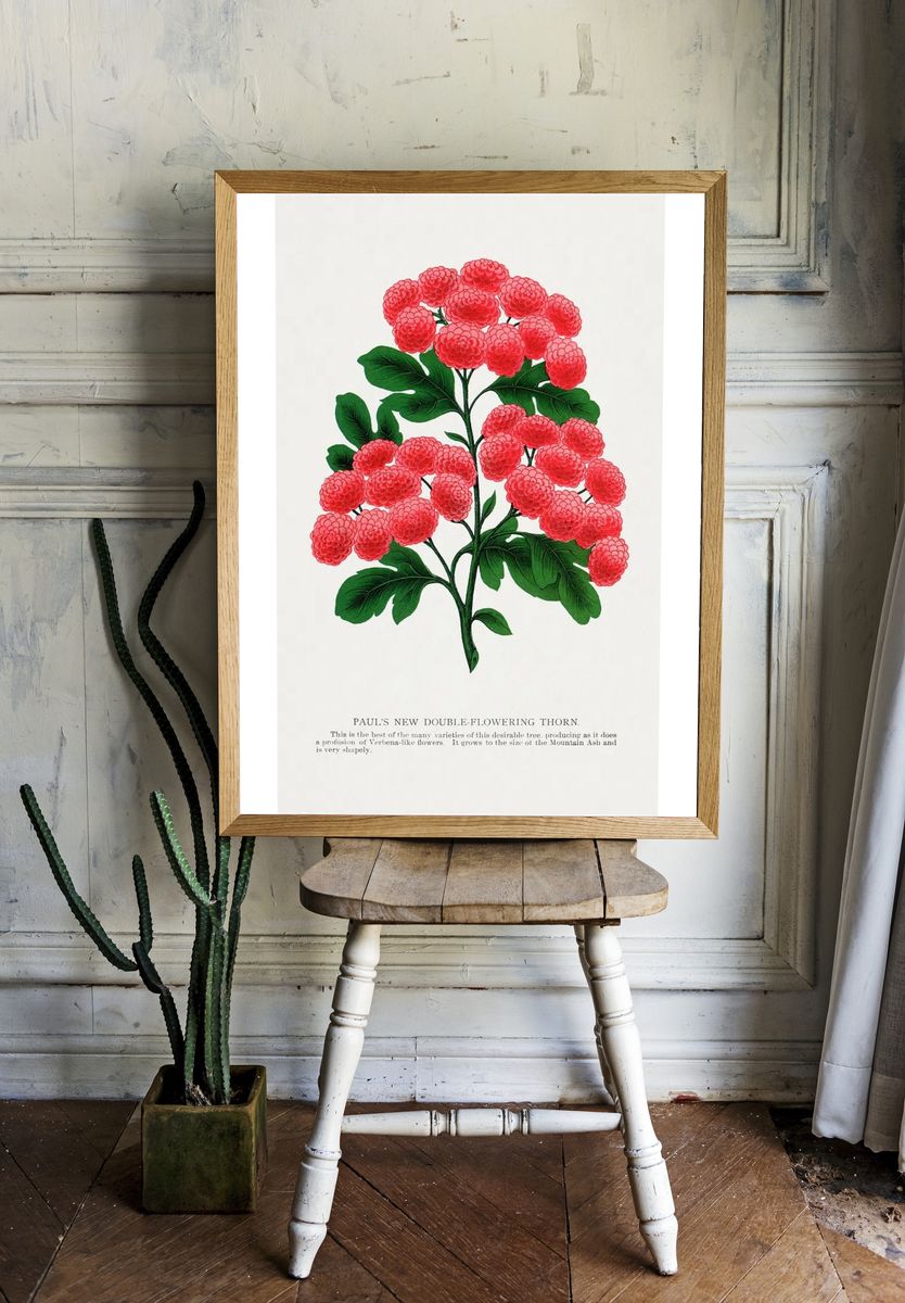 Paul's New Double-Flowering Thorn — Botanical Print. room preview