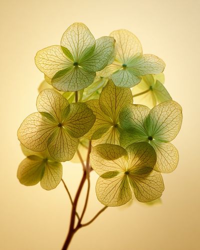 Delicate Hydrangea Leaves — Botanical Print. poster