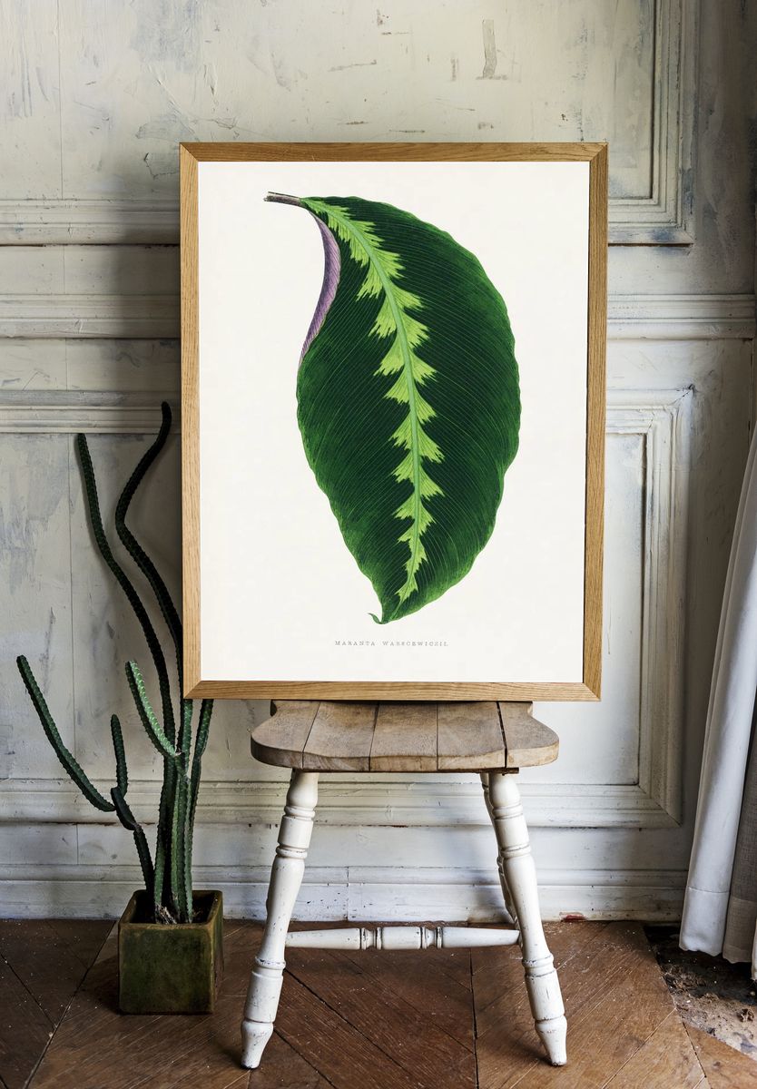 Maranta Warscewiczii Botanical Print room preview