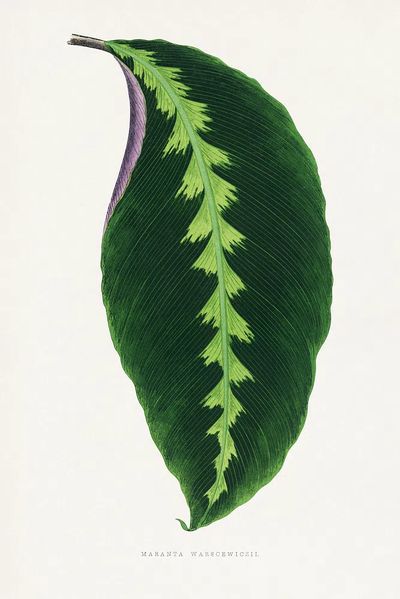 Maranta Warscewiczii Botanical Print. poster print