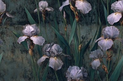Iris Flowers — Botanical Print. poster