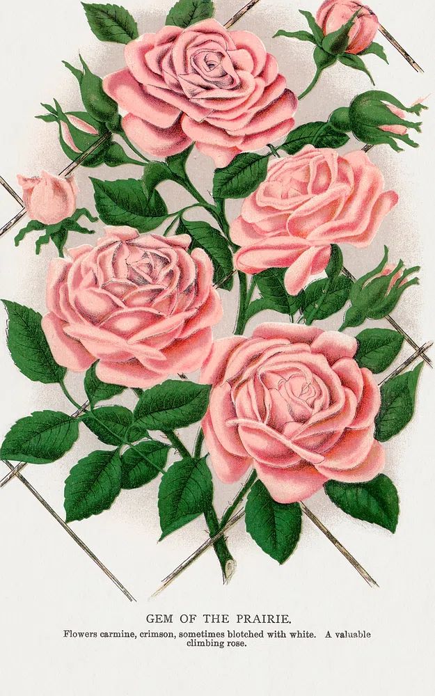 Gem of the Prairie — Botanical Print. poster — botanical art