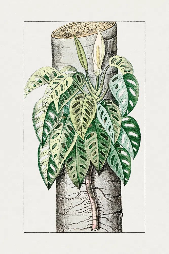 Monstera Plant Illustration Poster. poster — botanical art