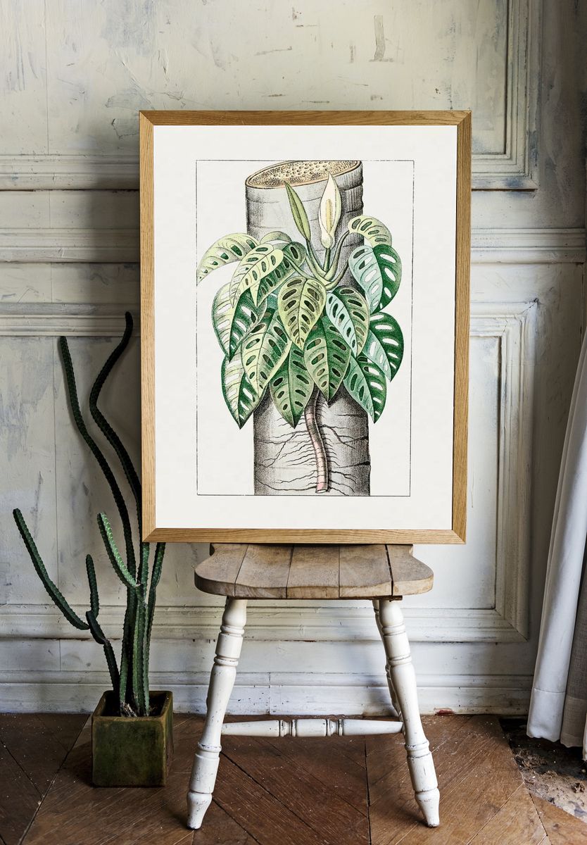 Monstera Plant Illustration Poster. room preview