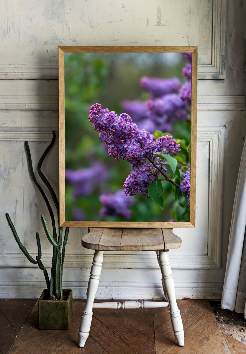 Lilac Blossoms — Botanical Print room preview