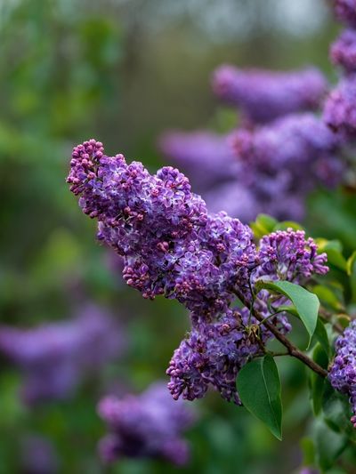 Lilac Blossoms — Botanical Print. poster