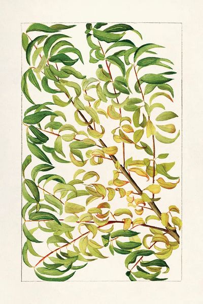 Botanical Leaves — Watercolor Print. poster print