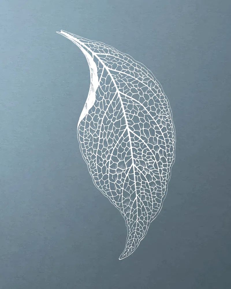Delicate Leaf — Minimalist Print. poster — botanical art