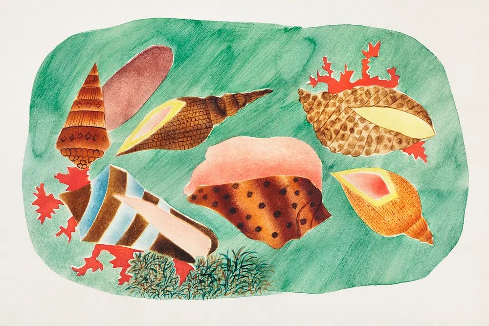 Colorful Seashells — Botanical Print. poster — botanical art