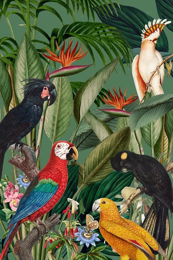 Tropical Birds and Flora — Botanical Print. poster — botanical art