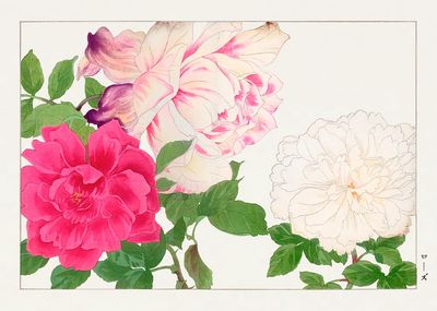 Roses Botanical Print. poster print