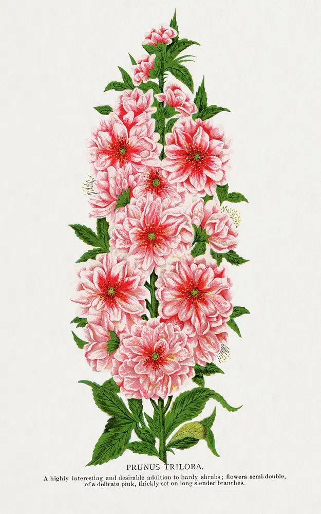 Prunus Triloba — Botanical Print. poster detail