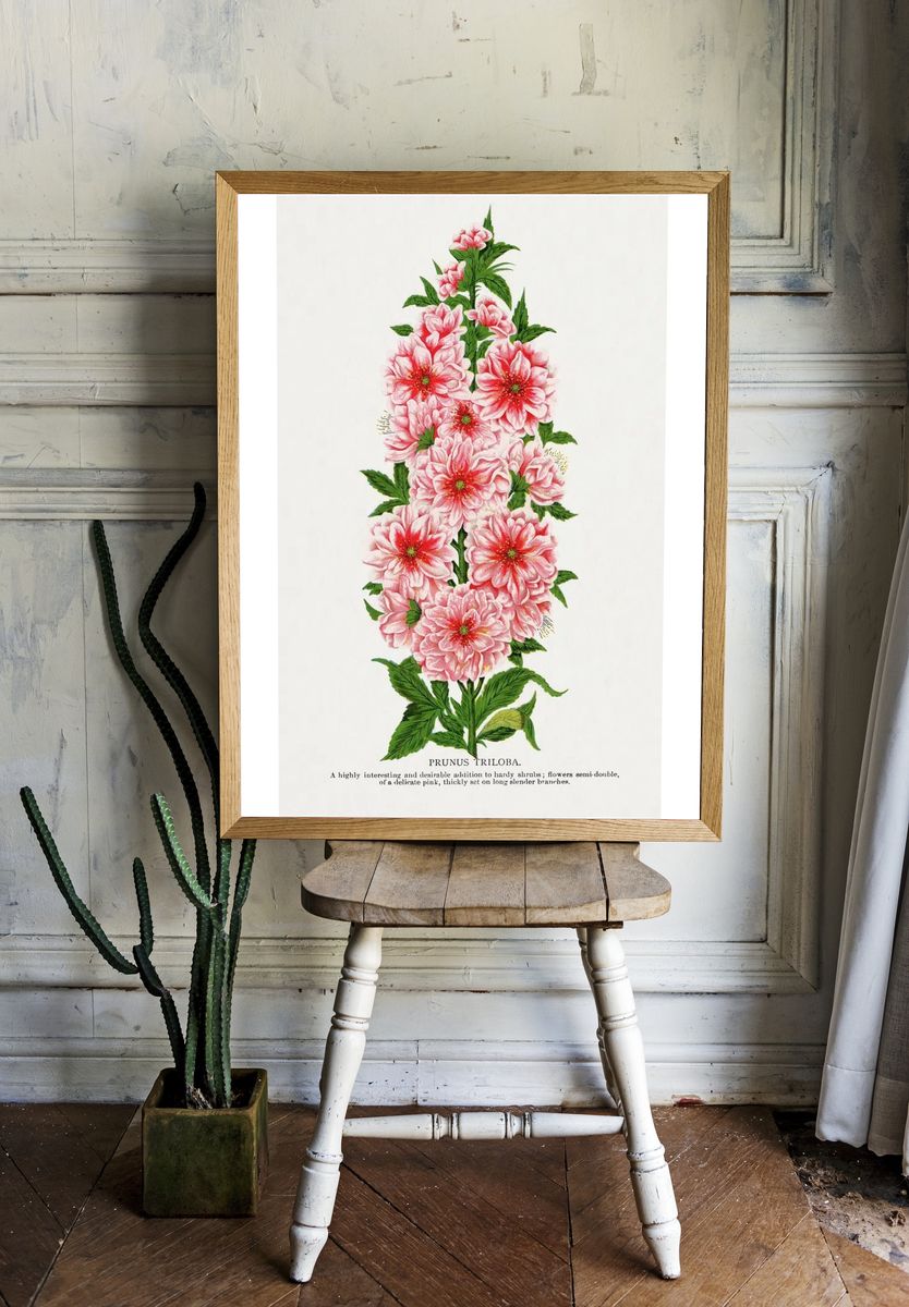 Prunus Triloba — Botanical Print. room preview