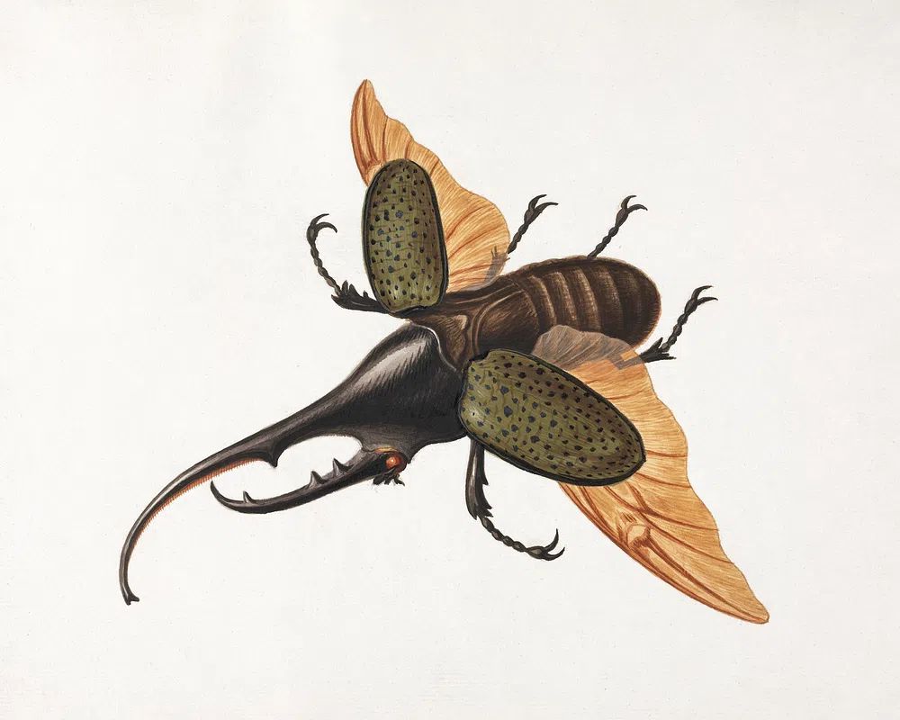 Stag Beetle — Botanical Print. poster — botanical art