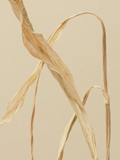 Dried Leaves — Botanical Print. poster print