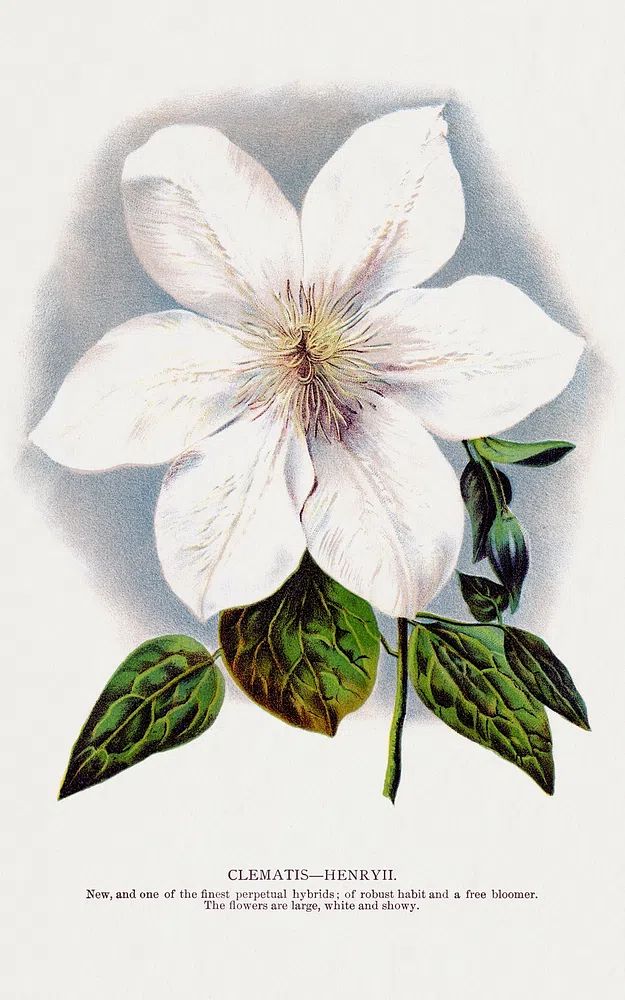 Clematis Henryii Botanical Print. poster — botanical art