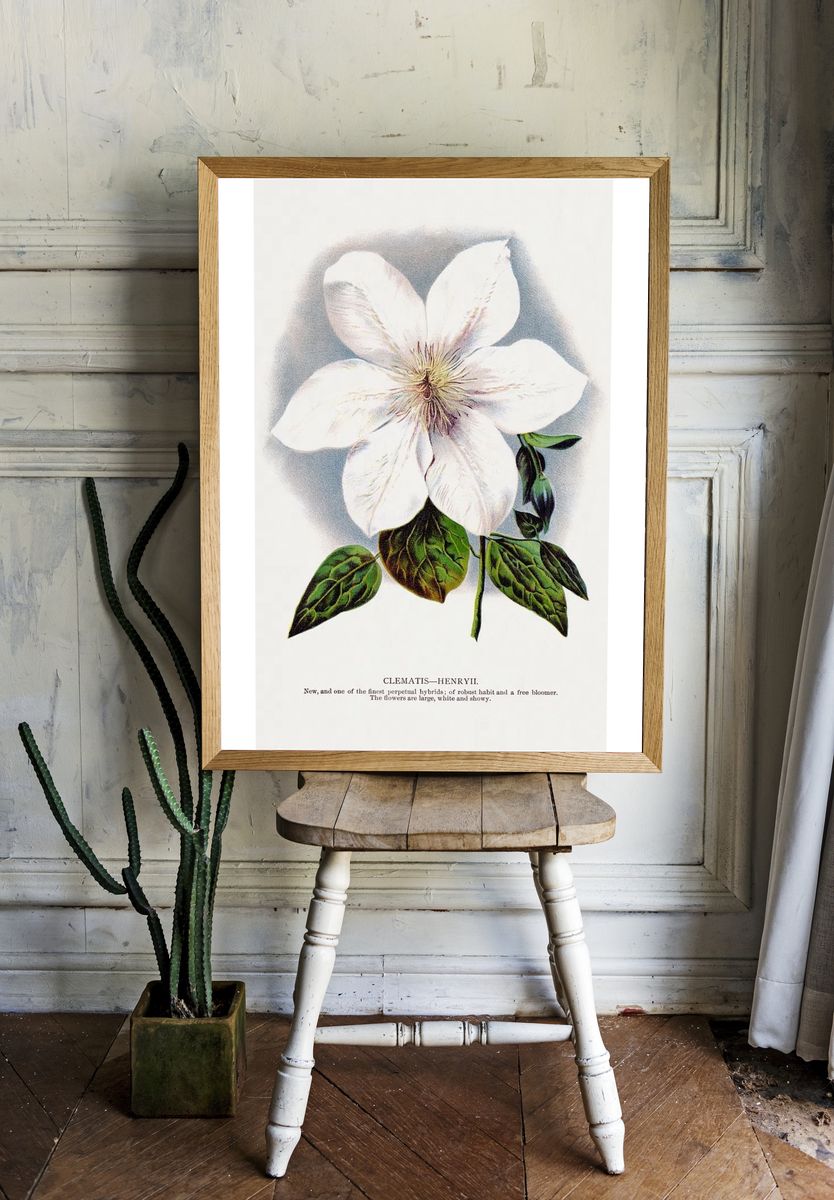 Clematis Henryii Botanical Print room preview