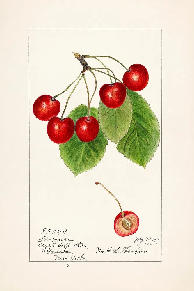 Cherry Blossom Botanical Print. poster detail