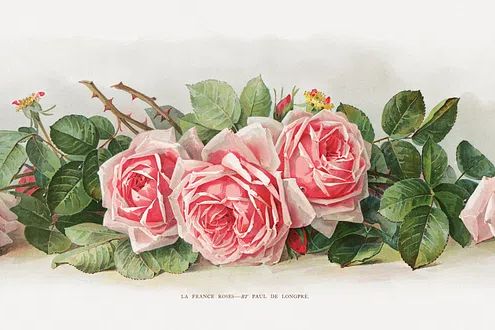 Pink Roses — Botanical Print. poster — botanical art