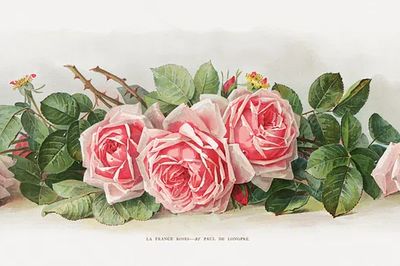 Pink Roses — Botanical Print. poster print