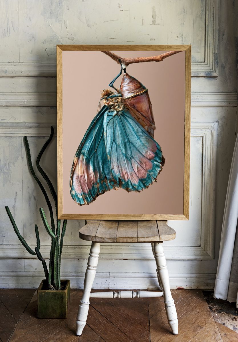 Butterfly Chrysalis Photography Poster. — room view 1