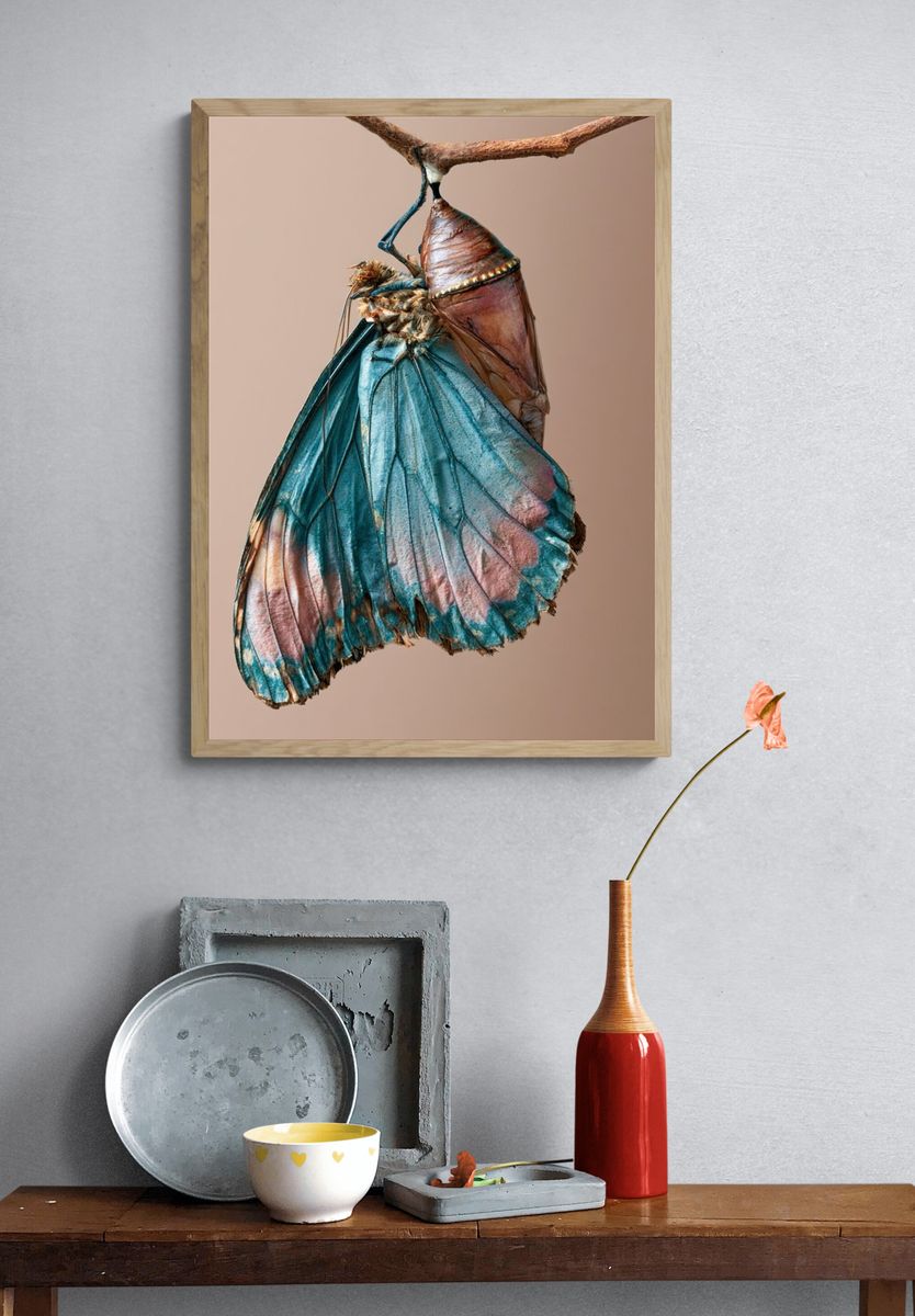 Butterfly Chrysalis Photography Poster. — room view 3