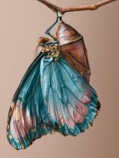 Butterfly Chrysalis Photography Poster. poster