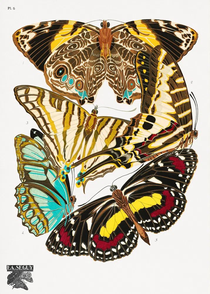 Butterfly Study Illustration Poster. poster detail