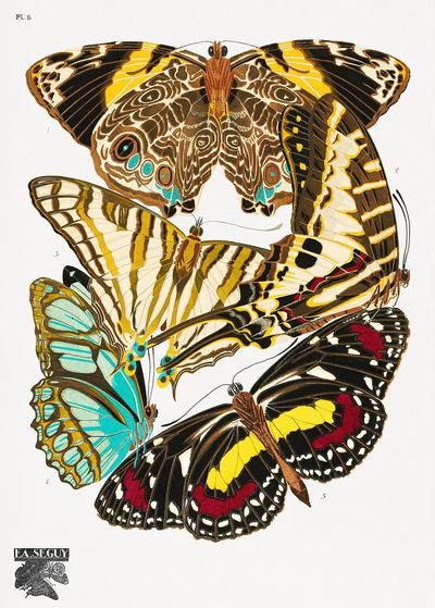 Butterfly Study Illustration Poster. poster