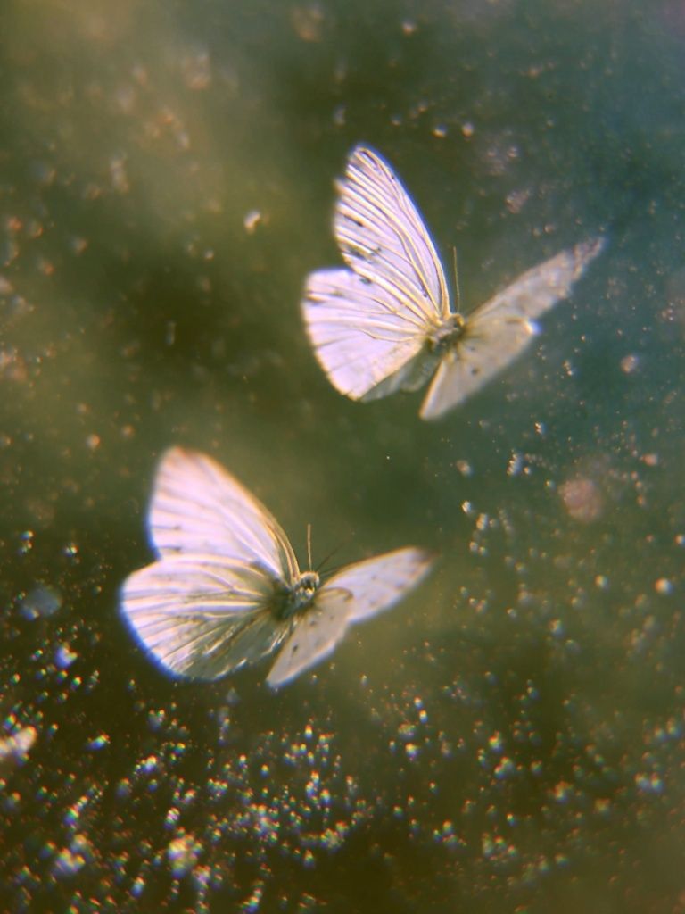 White Butterflies in Dreamy Flight Print. poster — animals art