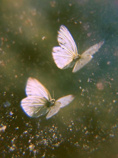 White Butterflies in Dreamy Flight Print. poster