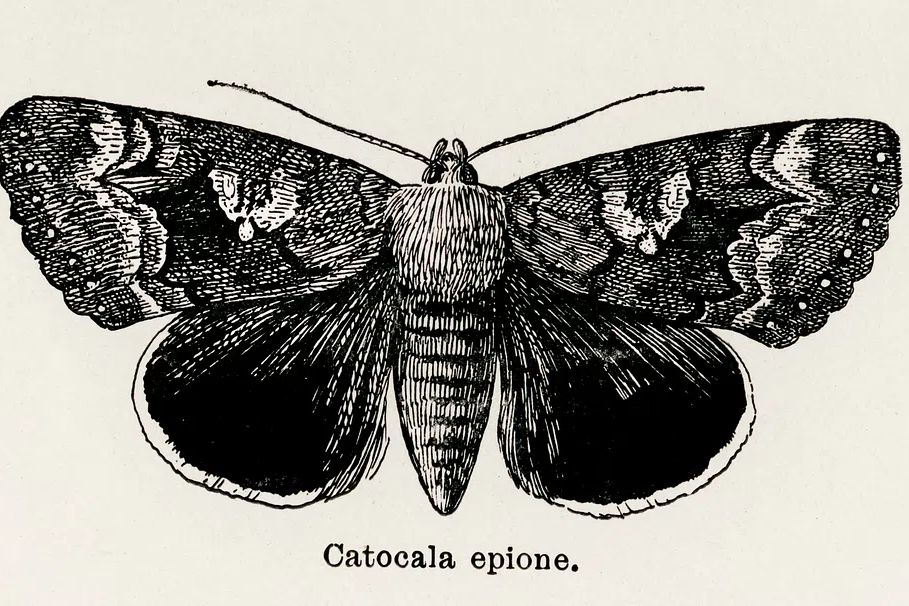 Epione Underwing (Catocala epione). Digitally. poster detail