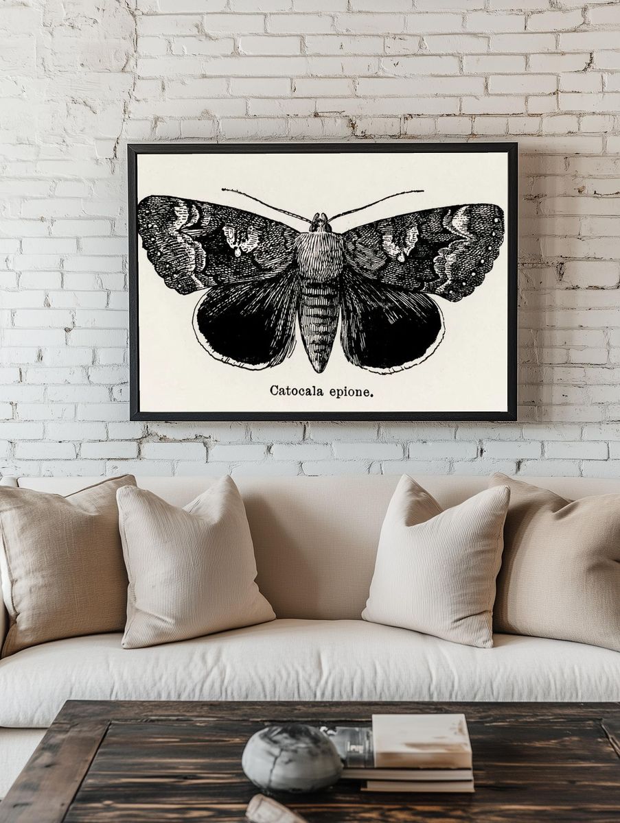 Epione Underwing (Catocala epione). Digitally. room preview