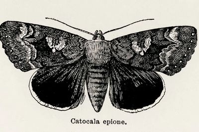 Epione Underwing (Catocala epione). Digitally. poster print