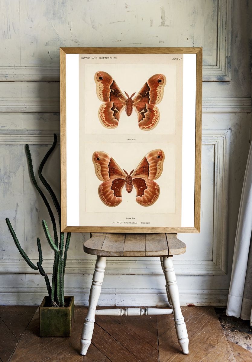 Promethea Silkmoth - Female. — room view 1