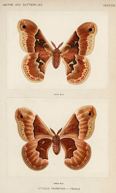Promethea Silkmoth - Female. poster print