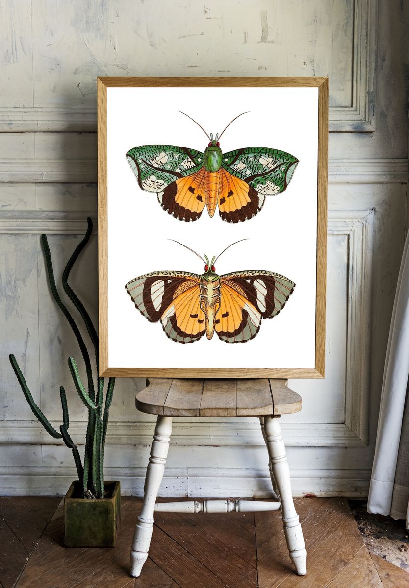 Hypermnestra moth illustration Naturalist's Miscellany. — room view 1