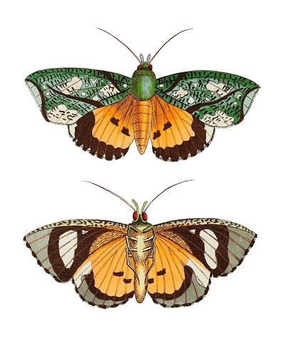 Hypermnestra moth illustration Naturalist's Miscellany. poster print